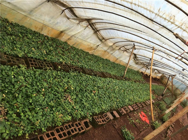 土壤是農業的基礎,保護土壤,從現在開始 土壤是農業的基礎,保護土壤,從現在開始