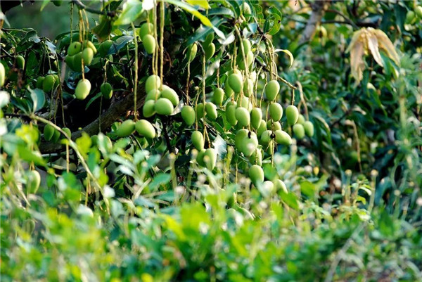 哪一家的土壤養(yǎng)分速測(cè)儀好用?理論功能多少錢一臺(tái)? 哪一家的土壤養(yǎng)分速測(cè)儀好用?理論功能多少錢一臺(tái)?