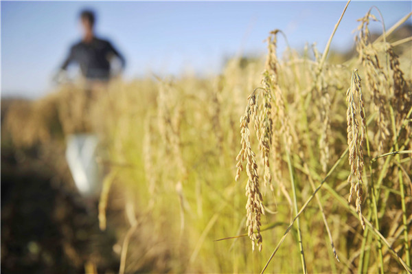 果樹的光合作用與土壤水分有什么關系？