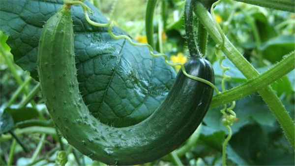 采用土壤養分速測儀改良土壤環境優勢明顯 采用土壤養分速測儀改良土壤環境優勢明顯