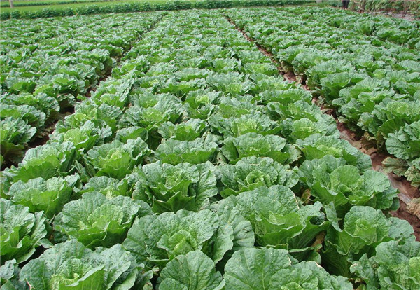 土壤水分速測儀在現代農業中有什么作用？